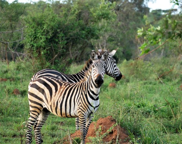 Zebra